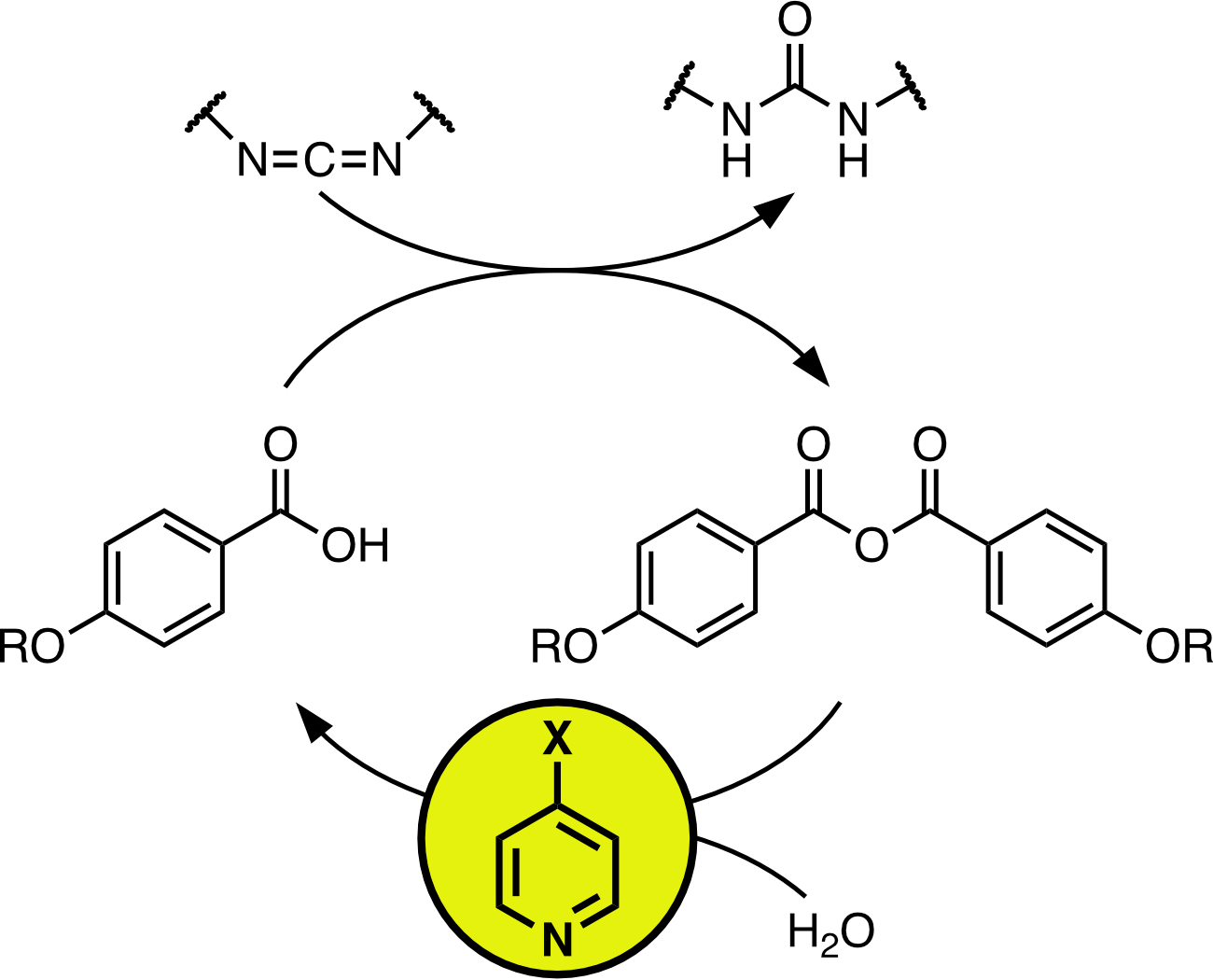 Table of Contents figure for "Pyridine catalysis of anhydride hydrolysis within carbodiimide-driven reaction networks"