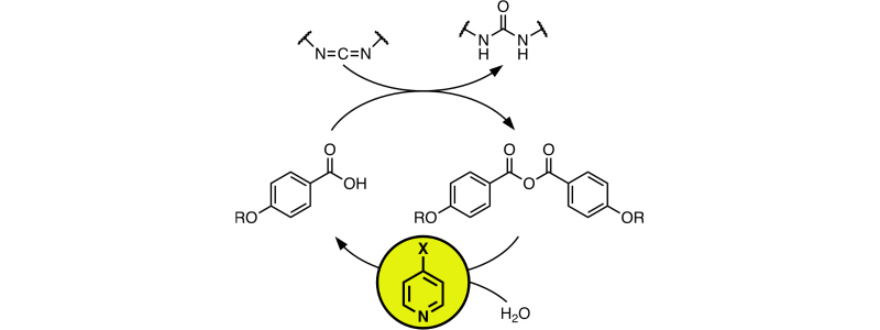 Table of Contents figure for "Pyridine catalysis of anhydride hydrolysis within carbodiimide-driven reaction networks"