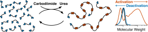 On the left, a cartoon depiction of a set of monomers temporarily linking together to form a polymer on treatment with a carbodiimide. On the right, gel permeation chromatography evidence for this process.